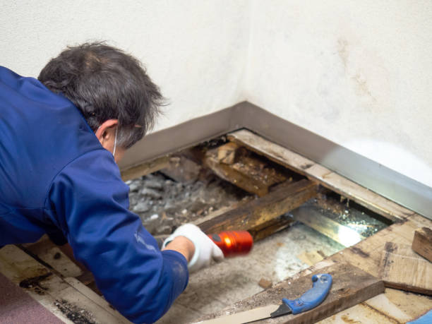 Best Kitchen Mold Remediation in Woodstock, IL