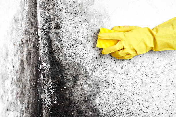 Best Localized Mold Remediation (e.g., coastal areas, humid climates) in Woodstock, IL