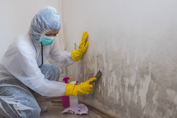 Best Industrial Mold Remediation in Woodstock, IL