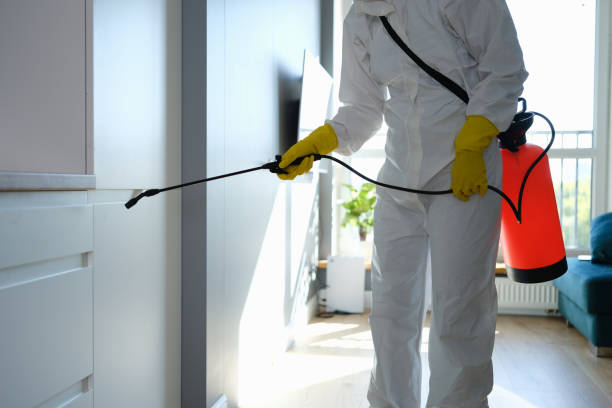 Best DIY Mold Remediation Support Services in Woodstock, IL