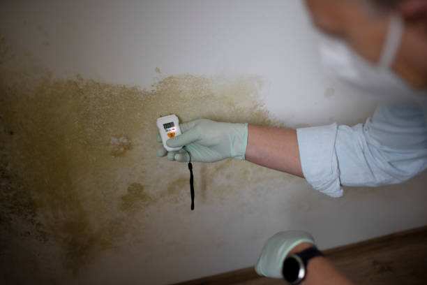 Best Residential Mold Remediation in Woodstock, IL