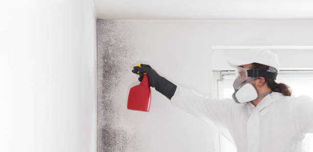 Trusted Woodstock, IL Mold Remediation Experts
