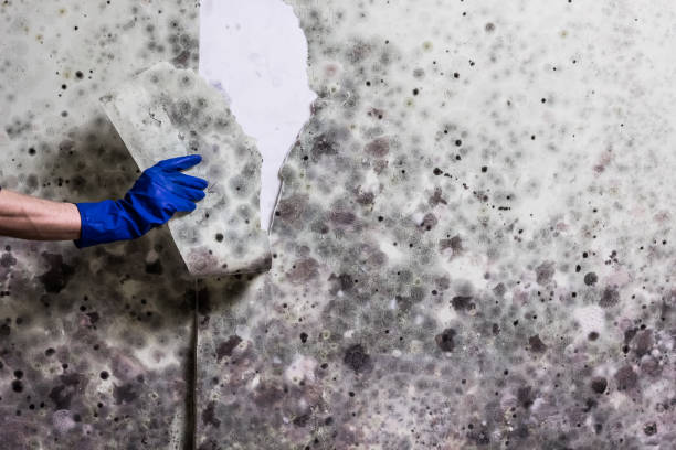 Trusted Woodstock, IL Mold Remediation Experts
